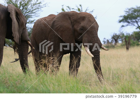 Serengeti National Park 39196779