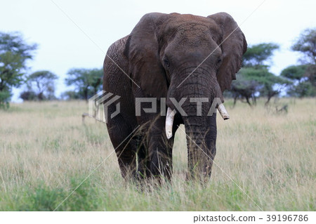 Serengeti National Park 39196786