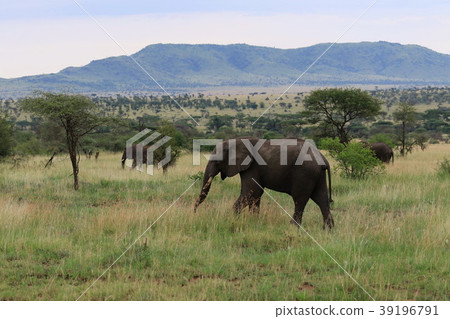 Serengeti National Park 39196791