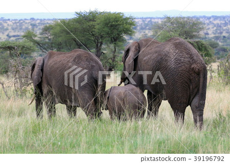 塞倫蓋蒂國家公園 塞倫蓋蒂國家公園 39196792