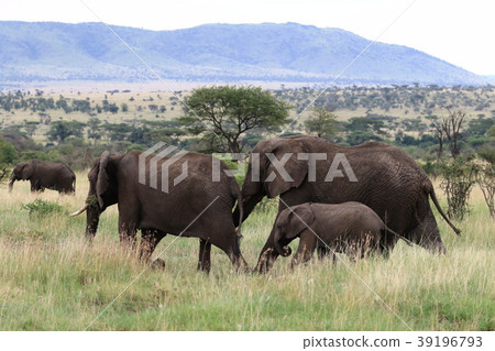 塞倫蓋蒂國家公園 39196793