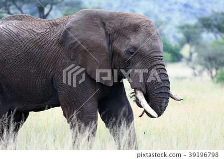 Serengeti National Park Serengeti National Park 39196798