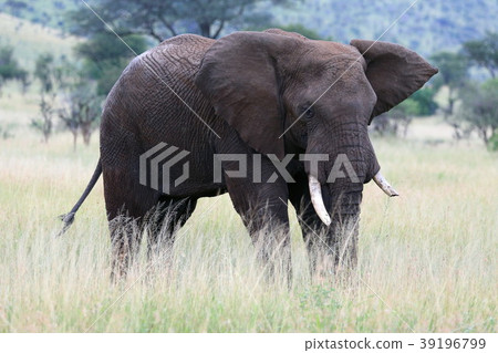Serengeti National Park 39196799