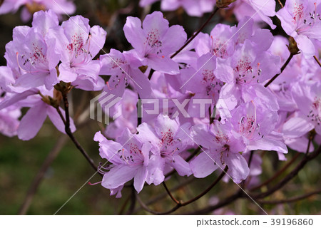 Hayato Mitsubatsuji (crossed varieties) 39196860