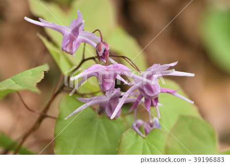Freshwater leek 39196883