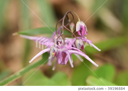 Freshwater leek 39196884