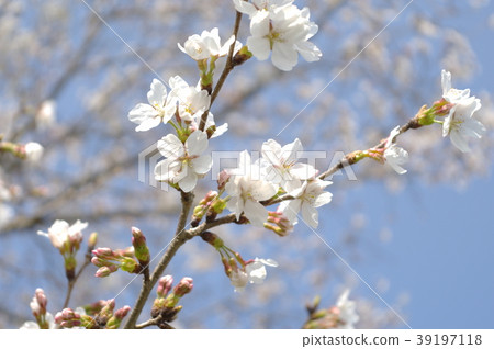 Cherry Blossom Cherry Blossom 39197118