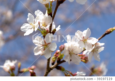 Cherry Blossom Cherry Blossom 39197119