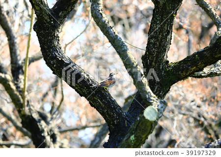 球莖 球莖 39197329