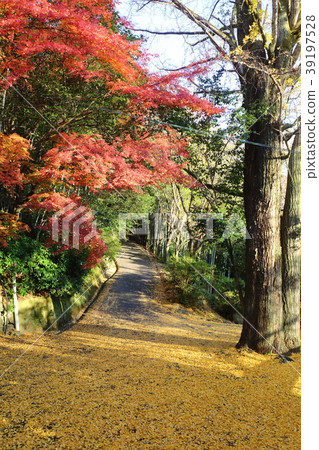 山崎聖潔在京都秋天 39197528