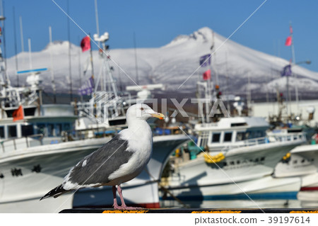 在早春採取海鷗在北海道Shikabe的Shikabe口岸 在早春採取海鷗在北海道Shikabe的Shikabe口岸 39197614