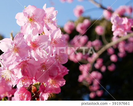 櫻桃樹 39197661