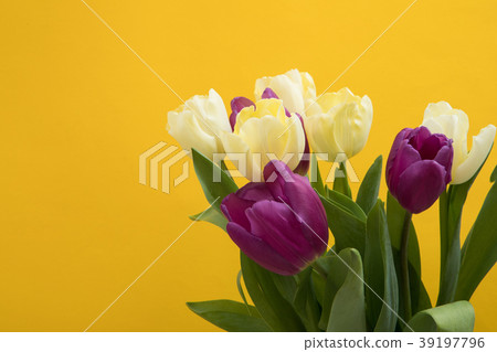 Tulip flowers postcard 39197796