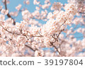 Cherry Blossoms	 39197804