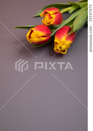 Tulip flowers postcard Tulip flowers postcard 39197875