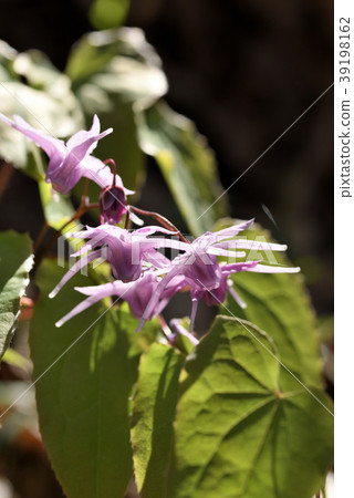 淡水韭菜 淡水韭菜 39198162