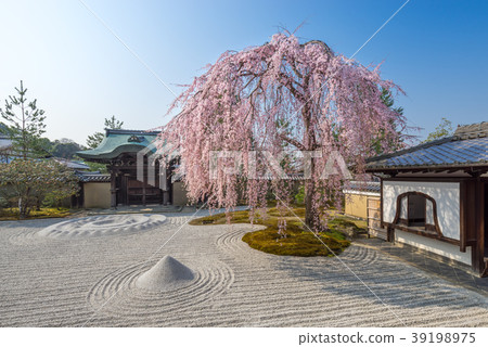 Kodaiji in spring 39198975