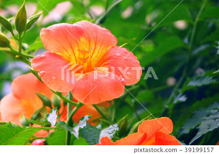 生動的Nouzen Kazura（橙色） 39199157