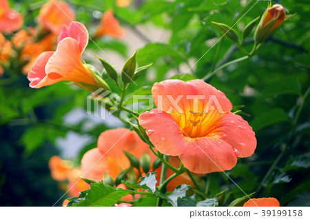 Vivid Nouzen Kazura (Orange) 39199158