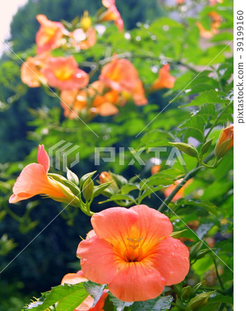 生動的Nouzen Kazura（橙色） 39199160