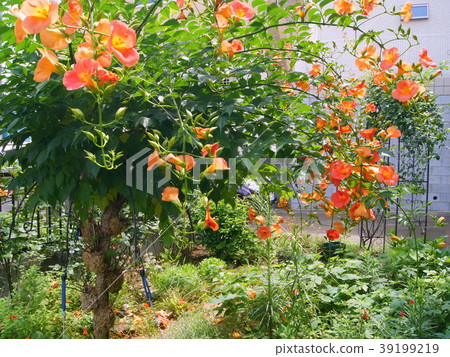 Vivid Nouzen Kazura (Orange) Vivid Nouzen Kazura (Orange) 39199219