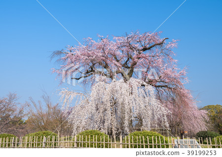 Sida Reza Kura(丸山公園) Sida Reza Kura(丸山公園) 39199253