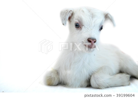 Lamb in front of a white background Lamb in front of a white background 39199604
