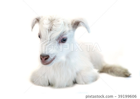 Lamb in front of a white background Lamb in front of a white background 39199606