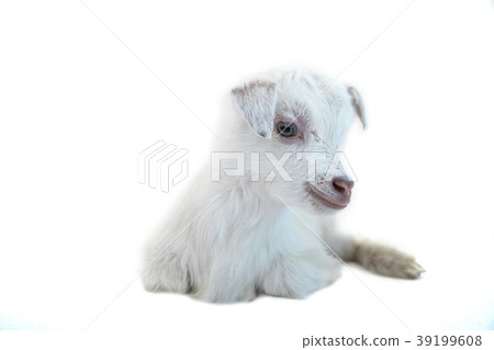 Lamb in front of a white background 39199608