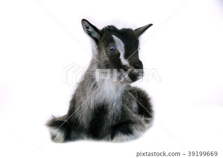 Little pretty goatling Little pretty goatling 39199669