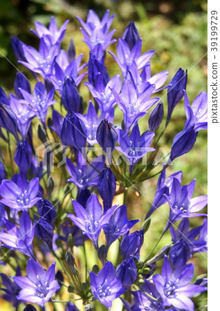 Cool Brodia 39199729