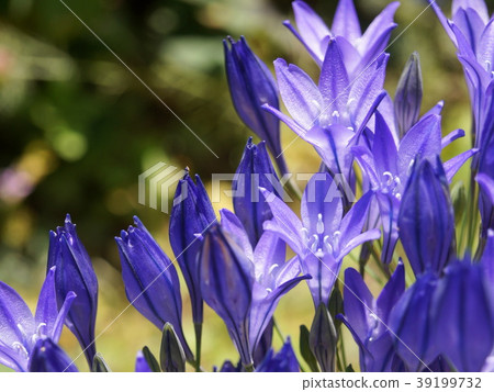 酷羅莎迪亞 39199732