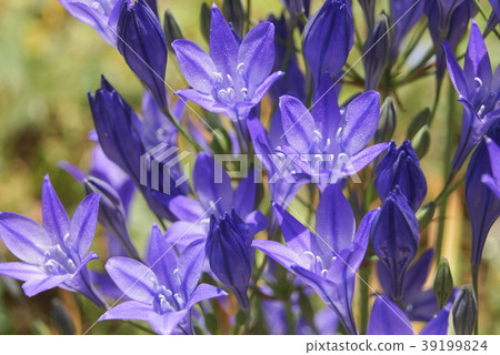 Cool Brodia 39199824