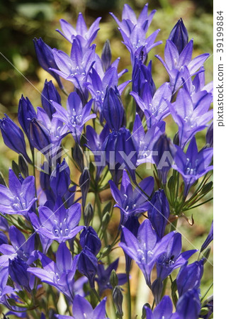 Cool Brodia 39199884