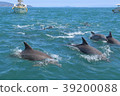 Amakusa dolphin watching 39200088
