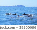 Amakusa dolphin watching 39200096
