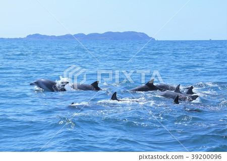 Amakusa dolphin watching 39200096