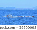 Amakusa dolphin watching 39200098