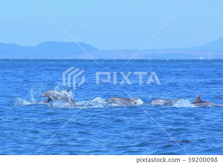 Amakusa dolphin watching 39200098
