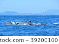Amakusa dolphin watching 39200100