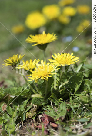 罐裝蒲公英 39200268