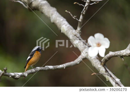 黃尾鴝 黃尾鴝 39200270