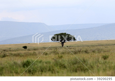 Serengeti's original landscape 39200295