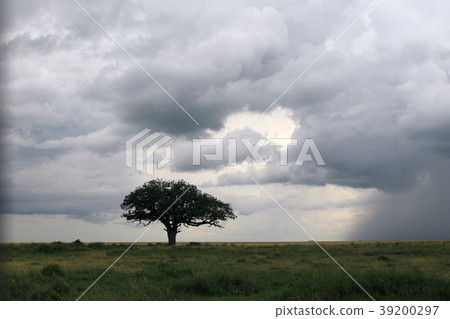Serengeti's original landscape Serengeti's original landscape 39200297