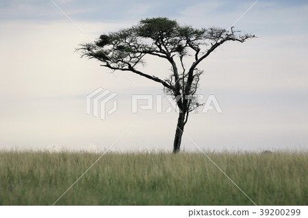 Serengeti's original landscape Serengeti's original landscape 39200299