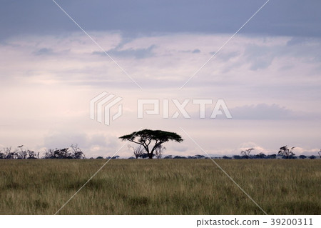Serengeti's original landscape 39200311