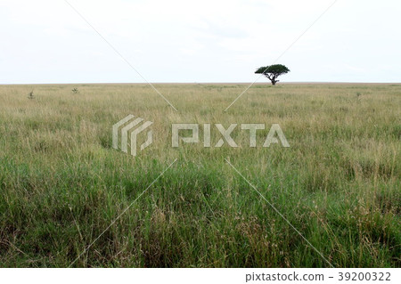 塞倫蓋蒂的原始景觀 塞倫蓋蒂的原始景觀 39200322