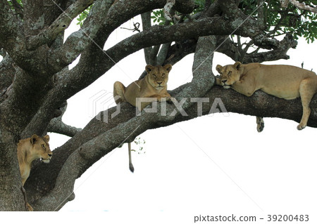 Serengeti National Park 39200483