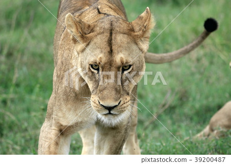 Serengeti National Park Serengeti National Park 39200487