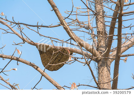 Giant Honey Bee On Tree 39200579